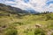 Alpaca on green mountain, South America