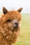 Alpaca hairy brown alpaca like a llama