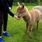 Alpaca, hands are feeding alpaca