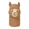 Alpaca head front view vector illustration. Cute alpaca looks at the camera and smiles.