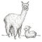 Alpaca and her cub sketch. Llama mama with baby, hand drawing sketch of domesticated South America camelid animal.