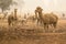 Alpaca herd on australian farm. Drought in Australia