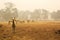 Alpaca herd on a farm. Drought in Australia