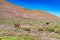 alpaca in the highlands of Chile