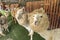 Alpaca and his pals in open zoo, staring at camera