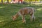 Alpaca in the historic Mathildedal village in autumn. Salo, Finland