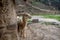 Alpaca at Inca ruins in Ollantaytambo, Peru