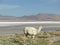 Alpaca at Laguna Colorada