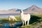 Alpaca on the Laguna Colorada, Altiplano, Bolivia