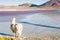 Alpaca on the Laguna Colorada, Altiplano, Bolivia.