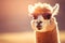 Alpaca lama