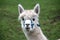 Alpaca lama mammal on a meadow at pet zoo