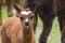 Alpaca (Lama pacos) cria