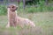 Alpaca lama resting in grass field lying down meadow mammal farming wool