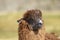 Alpaca in Lauca National Park, Chile