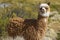 Alpaca in Lauca National Park, Chile