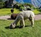 Alpaca and llama grazing on grass at Machu Picchu Peru