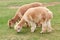 Alpaca, llama or lama eating a green grass on a meadow. Farming animals.