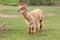 Alpaca, llama or lama on a green meadow near tree branches. Farming animals.