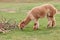 Alpaca, llama or lame eating on a green meadow near tree branches. Farming animals.