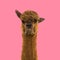 Alpaca llama on pink background