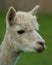 Alpaca / Llama Profile