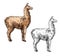 Alpaca or llama sketch South America wild animal