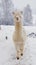 Alpaca Llama winterAlpaca Llama in winter in the North of Scandinavia