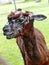 Alpaca Llamas in Bratislava Zoo