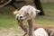 Alpaca looking around with a blurred background. Wild animal in zoo, at summer sunny weather