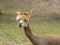 Alpaca looking around with a blurred background. Wild animal in zoo, at summer sunny weather