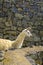 Alpaca at the Machu Picchu