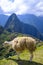 Alpaca at the Machu Picchu