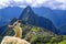 Alpaca at the Machu Picchu