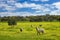 An alpaca and merino sheep in yellow flowering field in Western Australia, Australia.