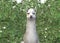 An alpaca in the midst of some thick bushes shrubs foliage