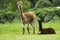 Alpaca mother and baby