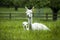 Alpaca mother and baby