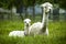 Alpaca mother and baby