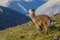 Alpaca on Mountain in Peru at Sunset