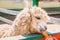 Alpaca nibbles carrots from a child`s hand.