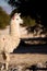 Alpaca in a oasis in the Atacama desert, Tambillo, Los Flamencos National Reserve, Atacama desert, Chile