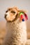 Alpaca in a oasis in the Atacama desert, Tambillo, Los Flamencos National Reserve, Atacama desert, Chile