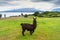 Alpaca and Osorno Volcano on a cloudy day, Chile