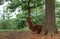 Alpaca peeks out of a tree