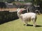 Alpaca in Peru