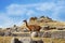 Alpaca in Peru