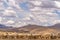 Alpaca in Peru Highlands Andes Mountains