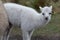 Alpaca at the Pichincha volcano