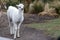 Alpaca at the Pichincha volcano